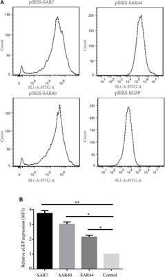 Stabilizing and Anti-Repressor Elements Effectively Increases Transgene Expression in Transfected CHO Cells